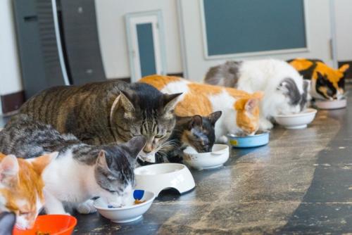 横取りを企む猫