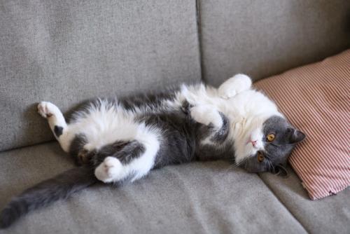 お腹を見せる猫