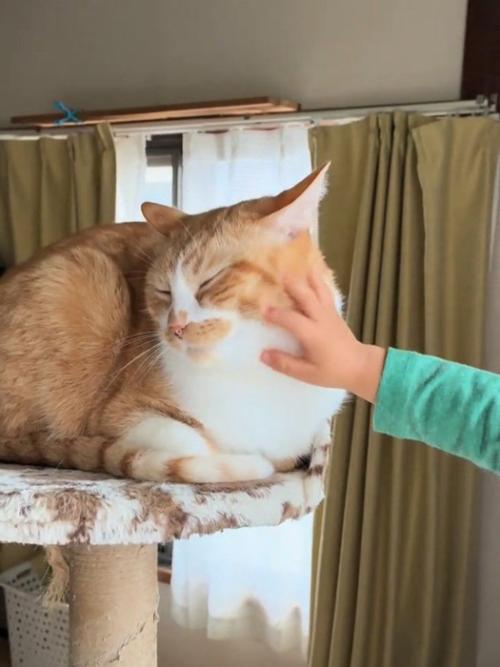 顔をなでられる猫