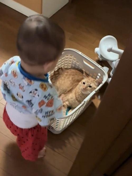 かごの中にいる猫