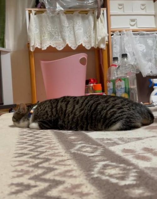 横から見た猫