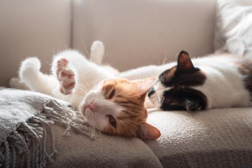 寝ている2匹の猫