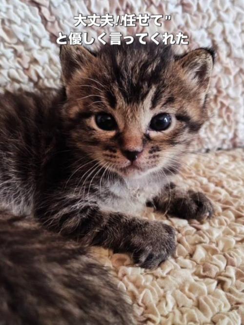 子猫の顔