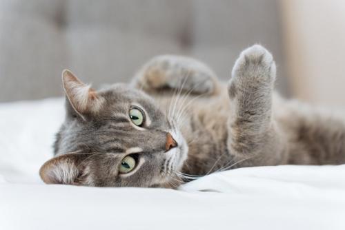 寝転がる猫