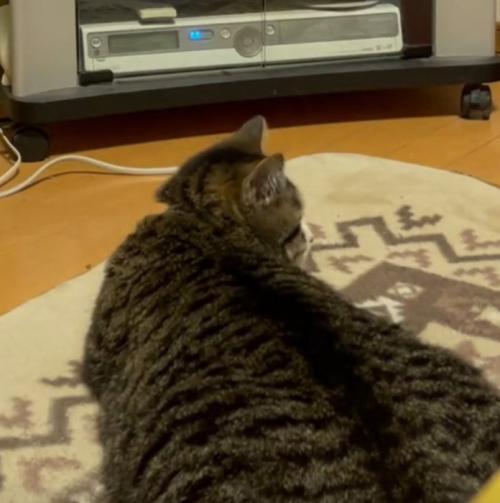 振り返る猫