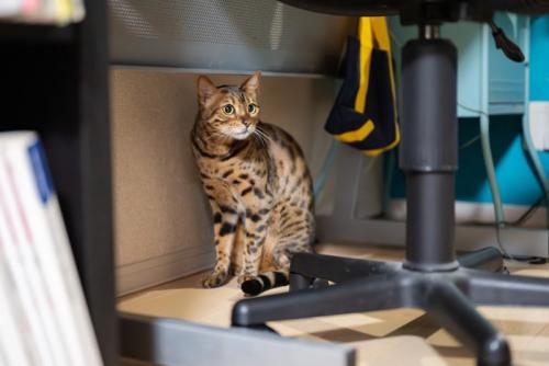 隠れる猫