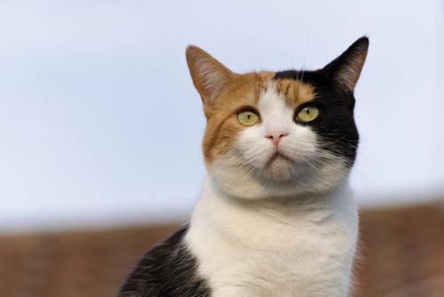 キレイな三毛猫