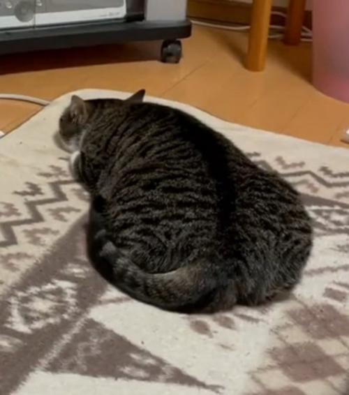 液体化する猫