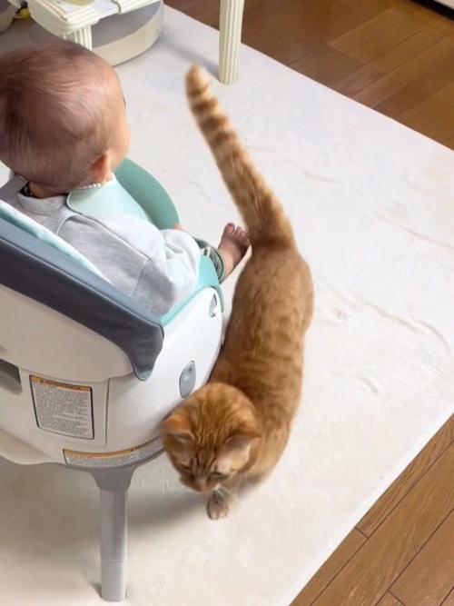 赤ちゃんのイスにくっつく猫