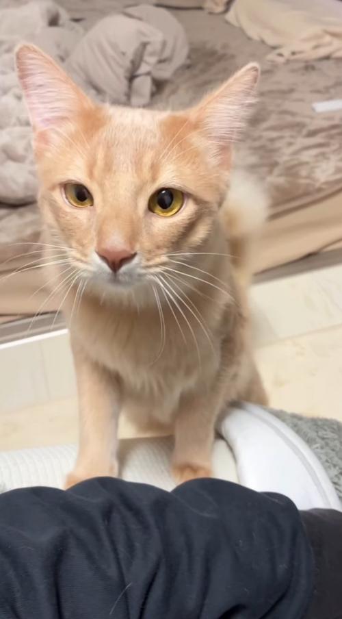 身を乗り出して飼い主の顔を見つめる猫