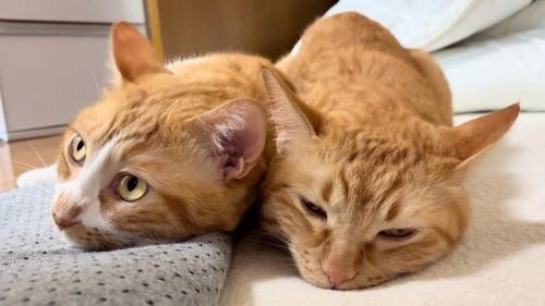 並ぶ2匹の猫