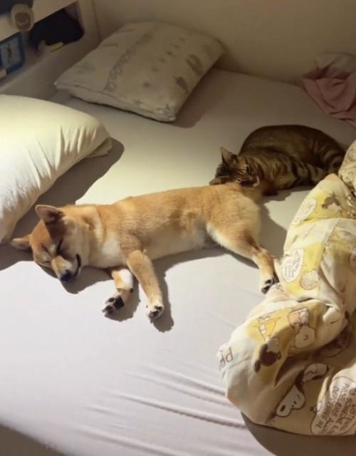 ベッドを広く使う猫と犬