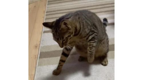 睨んでいる猫