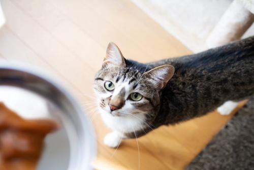 キャットフードの入った皿を見つめる猫