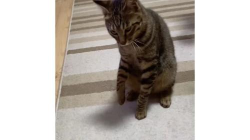 睨んでいる猫