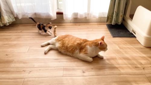 尻尾で遊んで