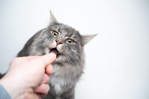 猫用おやつを持つ飼い主の手と猫