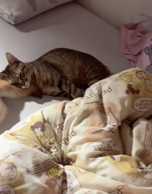 熟睡する猫