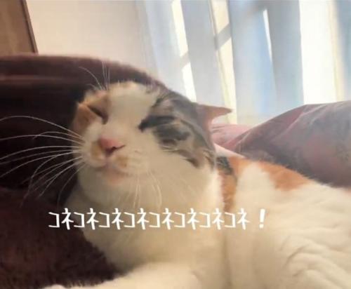 こねられる猫