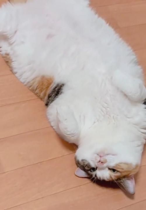 寝転がる猫