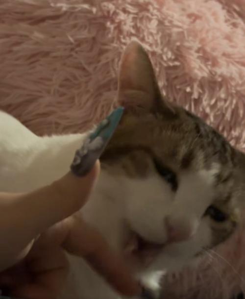 飼い主の指の前で口を開けている猫