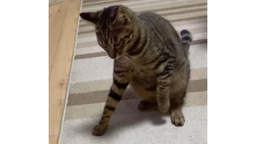 睨んでいる猫