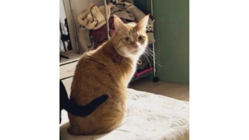 こたつに乗っている猫たち