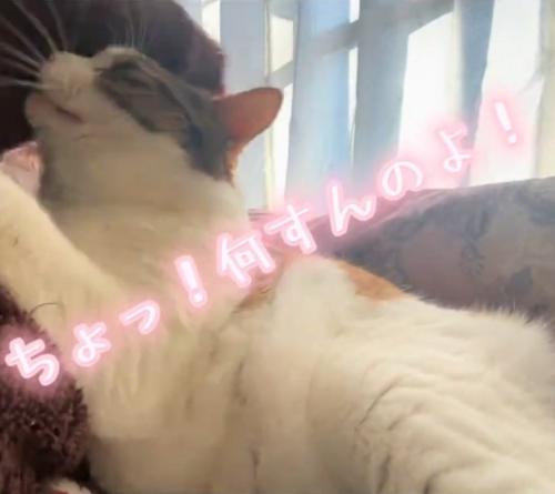 手で押す猫