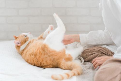 寝転がっている猫