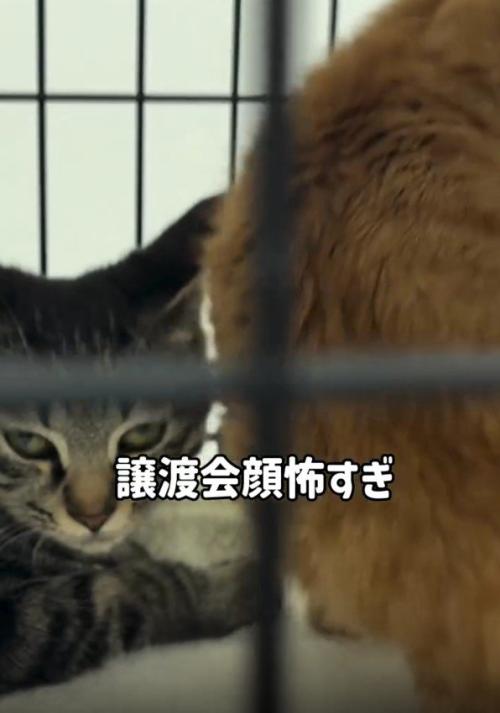 ケージの中の2匹の猫