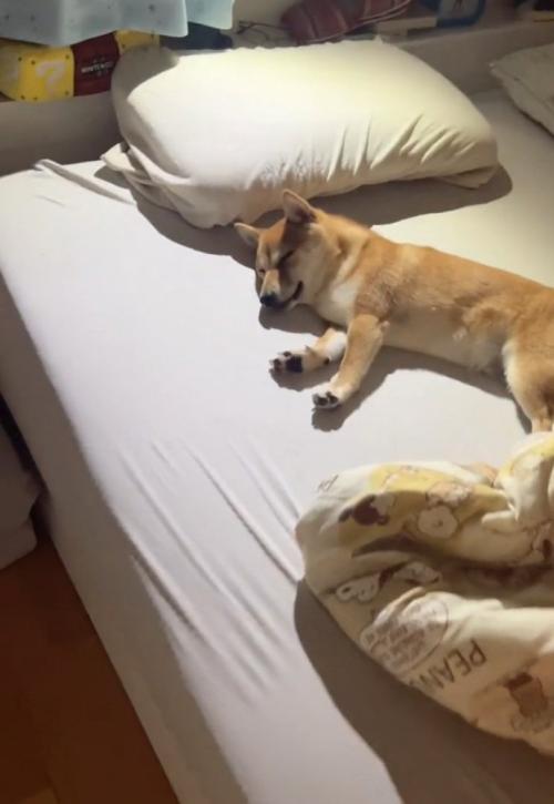 熟睡する犬