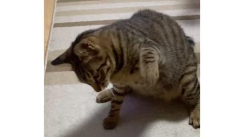 猫パンチしている猫