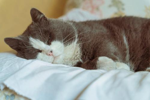 元気のない猫