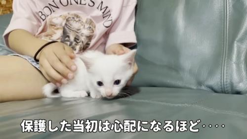 ソファーの上に乗る子猫
