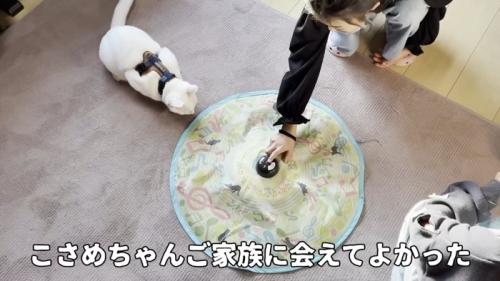 おもちゃで遊ぶ猫