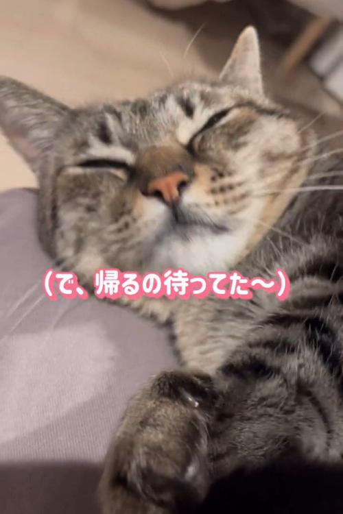 目を細める猫
