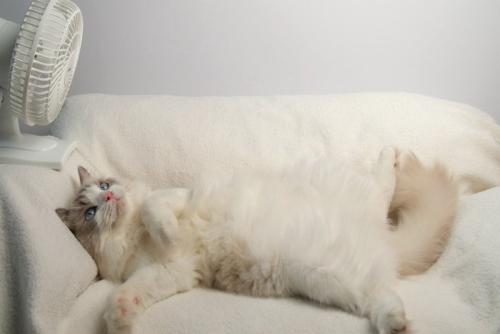 扇風機のある白いソファに寝る猫