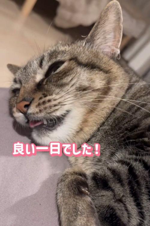 口を開ける猫