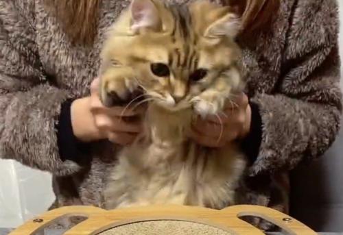 抱っこされる猫