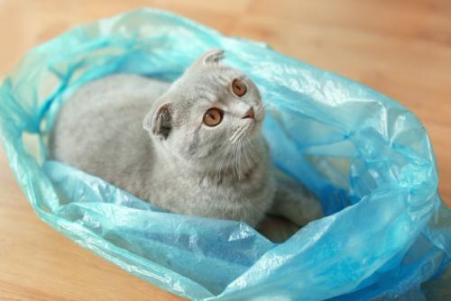 袋に入っている猫