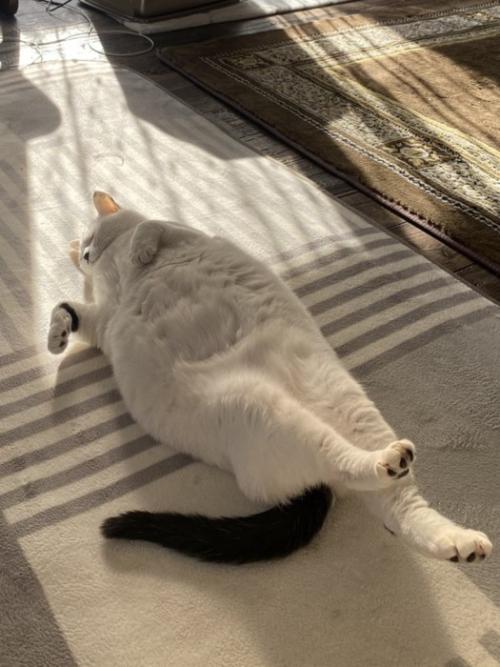 へそ天する猫