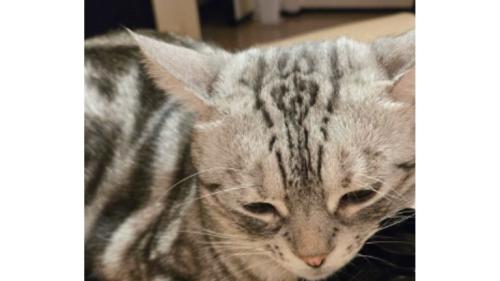 猫とお椀