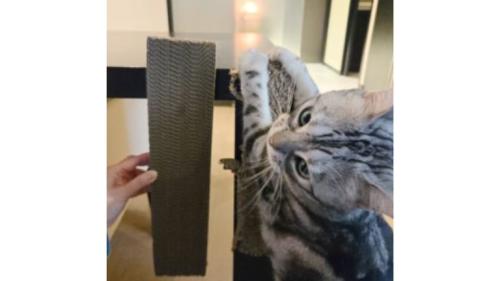 室内にいる猫