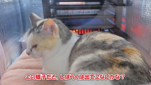 この様子だと