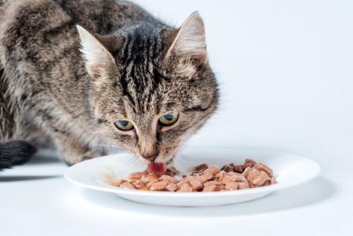 ご飯を食べる猫