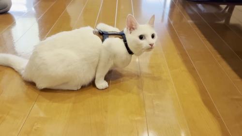 座る白猫