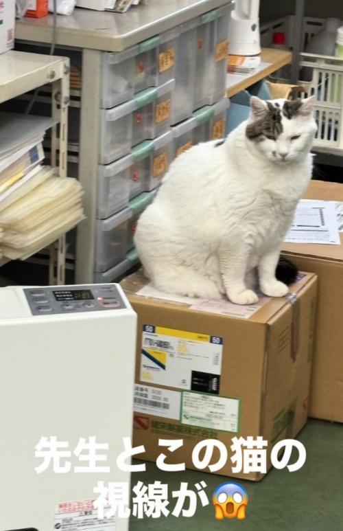 鋭い視線の猫