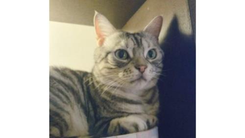 室内にいる猫
