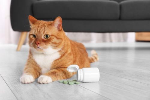 散らばった薬の錠剤と猫