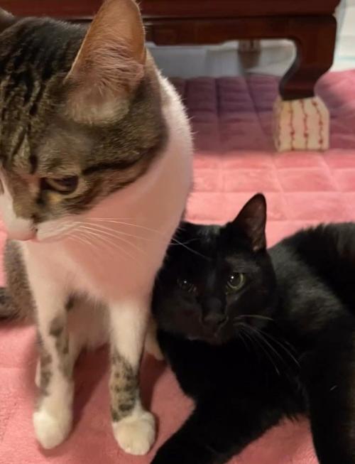 サバ白と黒猫